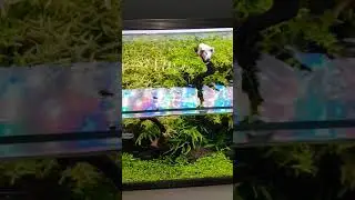 Aquarium 60cm dutch twinstarlight 600e 1 van de beste aquariumlicht