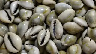 Before Coins_ How Cowrie Shells Ruled East Africa