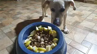What a 16-year-old dog ate today - two different types of dry dog food, a pear, food supplements