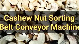 Belt Conveyor Design for Cashew nut - Cashews nut sorting process. contact - 8208803688