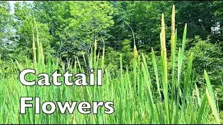 How To Harvest Cattail Flowers