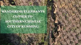 WANDERING ELEPHANTS : Herd edges closer to southern Chinese city of Kunming