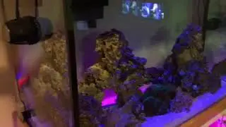 VorTech MP60 CRAZY WAVE!!!! In 150 gallon reef