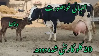 فریزین چولستانی تازہ سوئی گائے پیجھے بچھڑا دودھ 20پلس /22/01/2026/03085773788