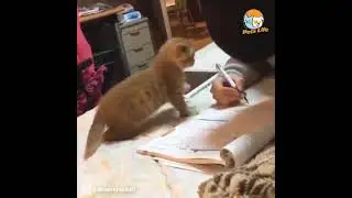 Pets Life