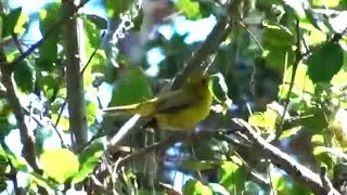 Wilson's Warbler - Female makes couple of calls