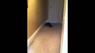 Cat takes out bat in mid-air!!