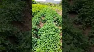 planta&ccedil;&atilde;o de batata  doce 45 dias de transplantada