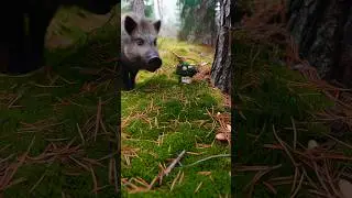 Грибус и кабан испугали друг друга | Gribus and the boar scared each other 🤪 #шортс #магия #фейлы