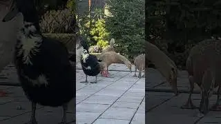 Który kuperek znosi mi jajeczka??? ​#duck #biegusy #kaczki