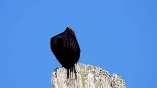 song of the red-winged blackbird #birds #birdsong #redwingblackbirds #nature