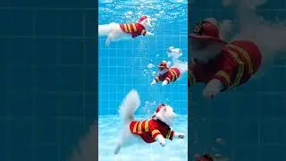 Level Up With This Cat #CatLevel #SwimFun