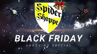 SPIDER SHOPPE BLACK FRIDAY UNBOXING SPECIAL #tarantulaunboxing #tarantulas #spiders