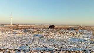 Horses 🐎 on a snowy field / Лошади 🐴 на заснеженном поле + #horse #horses