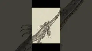 A handsome lizard in Ms. Codex 3  #manuscript #art #history #books #japan #japanese #drawing #lizard