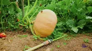 1jour1jardin  intégral