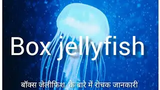 Box jellyfish 🪼#viralvideo #knowledgefacts 