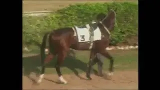Pakistan horse lover Karachi race club 17th March 2018.     Olympic star ⭐✨⭐✨