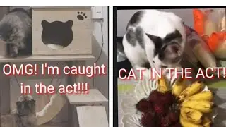 Cats Funny Videos/Cat In The Act!/Nanay Chie's Fable