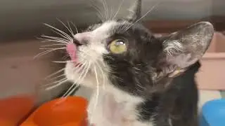 How to cat video kitten-me-o me-o🐾 Abyssinian cat everyone @Cat_Love-T5M 
