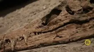 Montana Prehistory Minute - The ancient sea monsters of Montana
