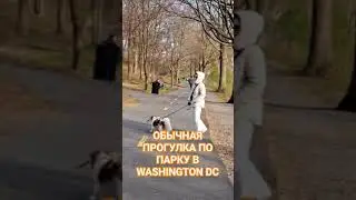 Обычная прогулка по парку в Washington DC #comedy #shorts