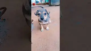 The dog has a very pitiful face. #dog #puppy #animals