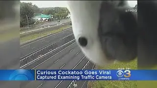 Curious Cockatoo Goes Viral; Captured Examining Traffic Camera