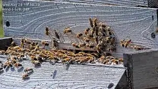 Live Honey Bee Cam