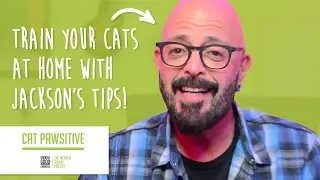 Jackson's Diaries | Introducing Cat Pawsitive: Home Edition