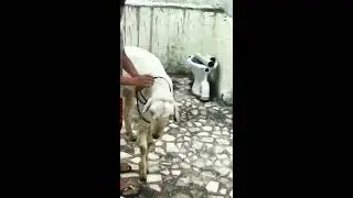 BakraEid2020  g.o.a.t