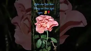 Đ&ecirc;m y&ecirc;n b&igrave;nh 🌹🧏 #piano #rose