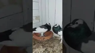 Blue Reverswing Magpie Pouter Pigeon | Breeding Pair Pigeon