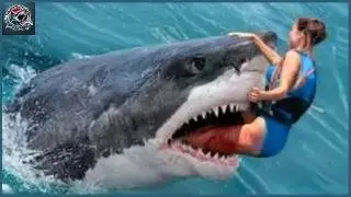 Die Schrecken der Nordsee Ein fataler Hai Angriff 5 | Hai Attacke