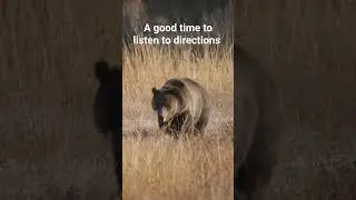 wildlife management doing their job at Grand teton national park. #wildlife #animal #bears #bear