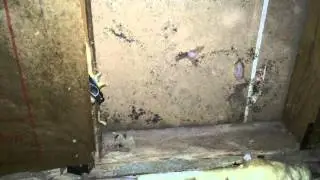 Basement Mold Remval or Remediation Orland Park, IL (Black Mold)