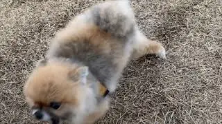 A Pomeranian Dog Doesn't Ever Hold Back...