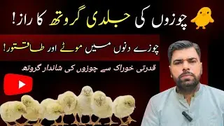 Best Tips For Chicks Growth | Increase Chicks Weight Faster | Ustad Saleem JoGi | JoGi AseeL