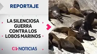 SILENCIOSA GUERRA contra los lobos marinos: Enfrentan amenazas de sectores productivos | REPORTAJES