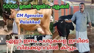 CM Agencies Palakkad|വിലക്കുറവിൽ പശുക്കളെ വാങ്ങാം|Cow For sale in kerala|best cow seller in Kerala|