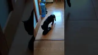 Котик Фома. Не по размеру тапочек 