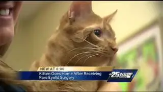 Cat gets surgery for new eyelids