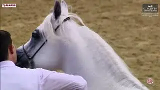 N 184 MUTABAHI AL WAAB   9th Qatar Peninsula AHS for Individual Owners 2024   Stallions 4 6 Years Ol