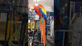 The most beautiful parrot 🦜😍#parrots #birds#naturelovers
