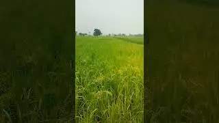 paddy fields #pb1847#viral #agriculture #cropproduction #viral #ytshots