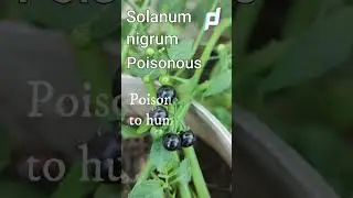 Is Solanum nigrum poisonous || Can we eat Solanum nigrum fruit || #shrots