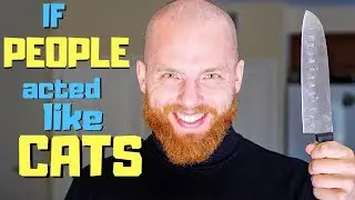 IF PEOPLE ACTED LIKE CATS