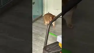 Chaotic Kittens😹💥 #animals #cat #cute #funny #pets #cutecat #cats#dogs