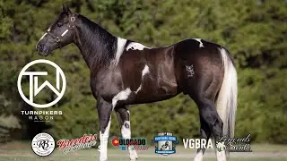 WE BOUGHT A NEW STALLION FOR HOW MUCH??!?!