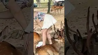 Nara Deer park Japan 🫎🦌 #deerpark #narapark